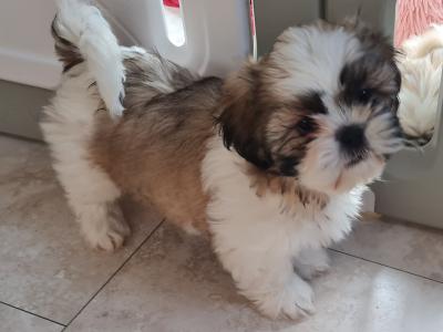 Purebred Shih Tzu puppies in Dublin. Health checked by our Vet. ONLY ONE PUPPY LEFT