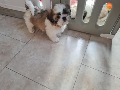 Beautiful Litter of purebred Shih Tzu puppies, health checked by Our Vet with Certificate.