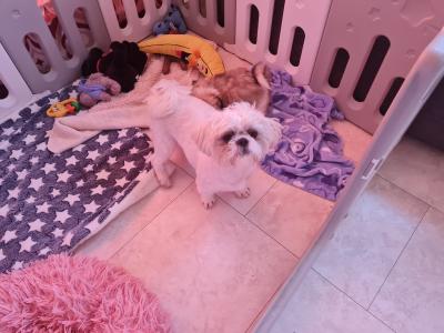 Beautiful Litter of purebred Shih Tzu puppies, health checked by Our Vet with Certificate.