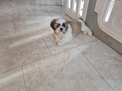 Beautiful Litter of purebred Shih Tzu puppies, health checked by Our Vet with Certificate.