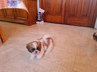 Beautiful Litter of purebred Shih Tzu puppies, health checked by Our Vet with Certificate.