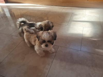 Beautiful Litter of purebred Shih Tzu puppies, health checked by Our Vet with Certificate.