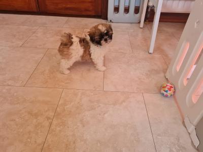 Beautiful Litter of purebred Shih Tzu puppies, health checked by Our Vet with Certificate.