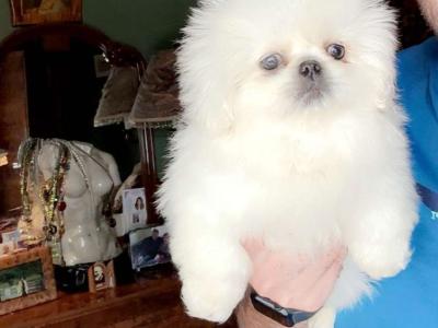 Stunning Kennel Club Registered Pekingese puppies in Armagh