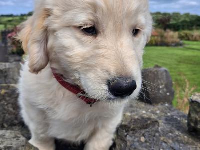 Goldendoodle puppies in Mayo