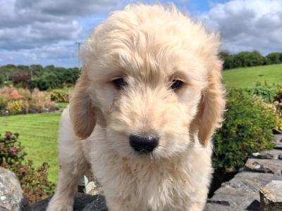 Goldendoodle puppies in Mayo