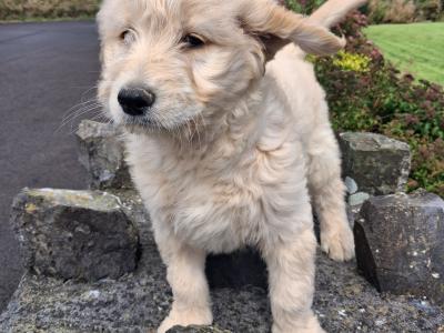 Goldendoodle puppies in Mayo