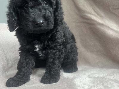 (All pups on hold)Registered Breeder / Toy Cockapoo puppies in Wexford