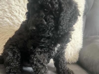 (All pups on hold)Registered Breeder / Toy Cockapoo puppies in Wexford