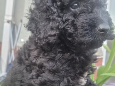 (All pups on hold)Registered Breeder / Toy Cockapoo puppies in Wexford