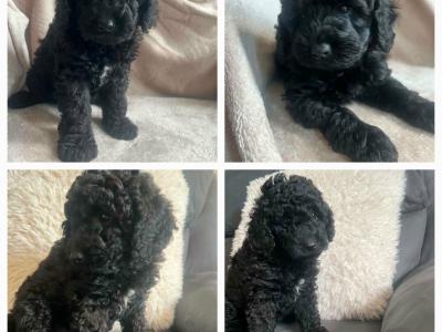 (All pups on hold)Registered Breeder / Toy Cockapoo puppies in Wexford