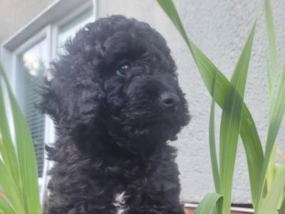 (All pups on hold)Registered Breeder / Toy Cockapoo puppies in Wexford