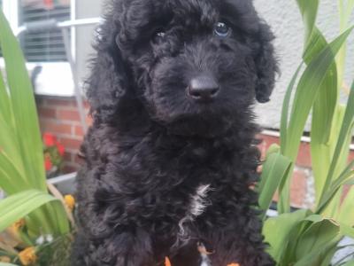 (All pups on hold)Registered Breeder / Toy Cockapoo puppies in Wexford