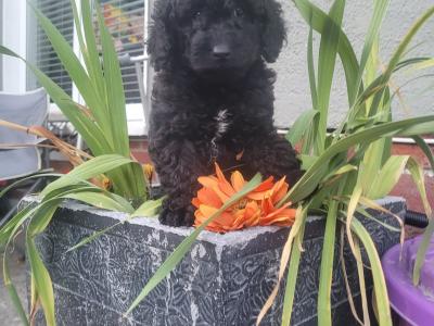 (All pups on hold)Registered Breeder / Toy Cockapoo puppies in Wexford