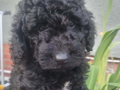 (All pups on hold)Registered Breeder / Toy Cockapoo puppies in Wexford