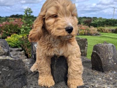 Cockapoo puppies in Mayo