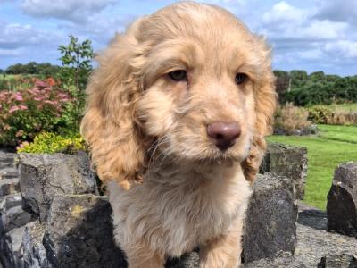 Cockapoo puppies in Mayo