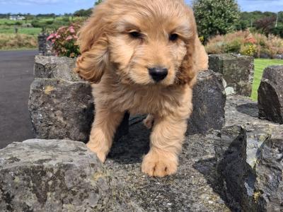 Cockapoo puppies in Mayo
