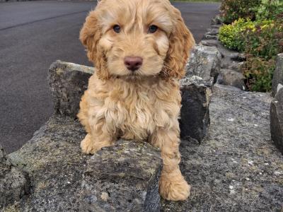 Cockapoo puppies in Mayo