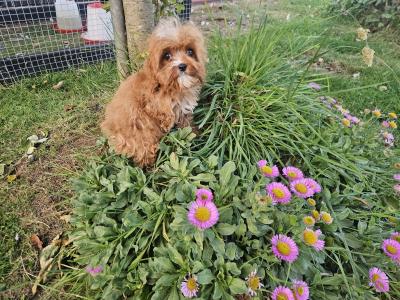 Cavapoo puppies in Limerick