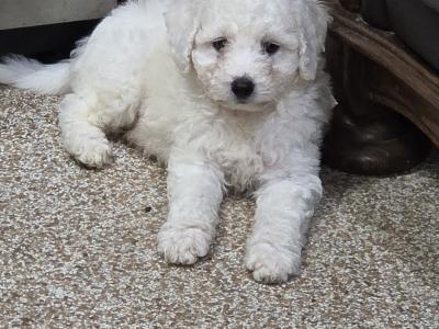 Bichon Frise puppies in Wexford