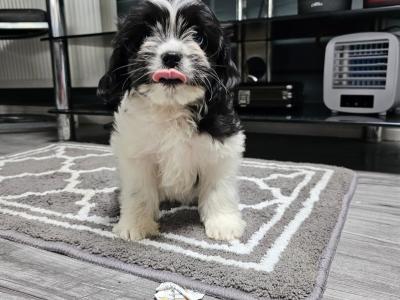 Cavachon puppies in Carlow