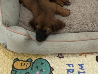 Longhair miniature Dachshund puppies in Mayo