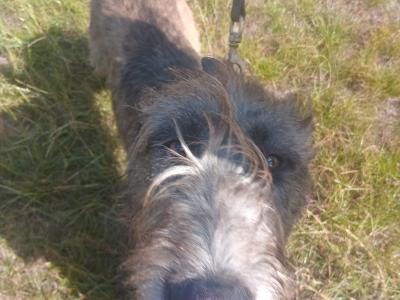 Female Irish Wolfhound in Wicklow