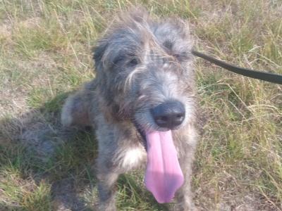 Female Irish Wolfhound in Wicklow