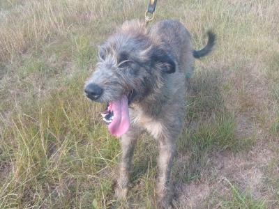 Female Irish Wolfhound in Wicklow