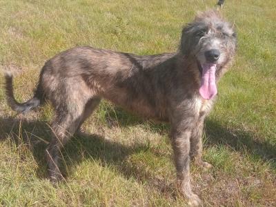 IKC Registered female Irish Wolfhound 3 years old in Wicklow
