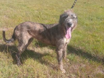 Female Irish Wolfhound in Wicklow
