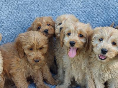 Gorgeous Cockapoo puppies for sale in Limerick ✨️