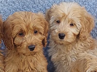 Gorgeous Cockapoo puppies for sale in Limerick ✨️