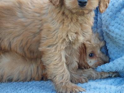 Gorgeous Cockapoo puppies for sale in Limerick ✨️