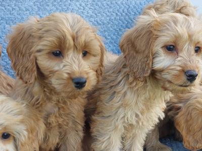 Gorgeous Cockapoo puppies for sale in Limerick ✨️