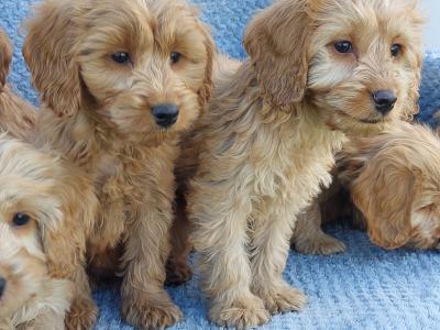 Gorgeous Cockapoo puppies for sale in Limerick ✨️