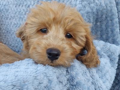 Gorgeous Cockapoo puppies for sale in Limerick ✨️