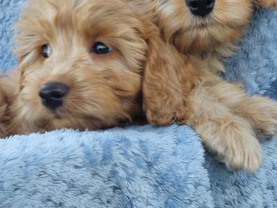 Gorgeous Cockapoo puppies for sale in Limerick ✨️