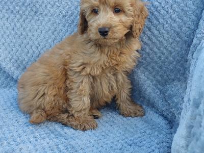 Gorgeous Cockapoo puppies for sale in Limerick ✨️