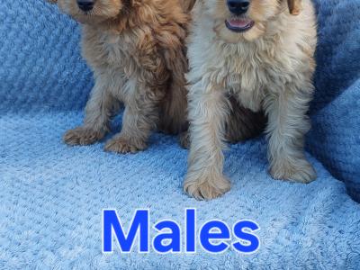 Gorgeous Cockapoo puppies for sale in Limerick ✨️