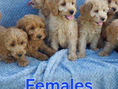 Gorgeous Cockapoo puppies for sale in Limerick ✨️