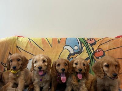 Gorgeous Cockapoo Puppies🐾