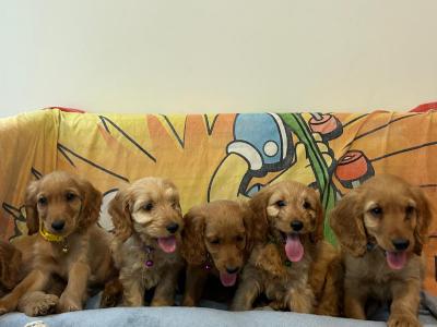 Gorgeous Cockapoo Puppies🐾