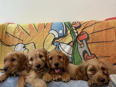 Gorgeous Cockapoo Puppies🐾