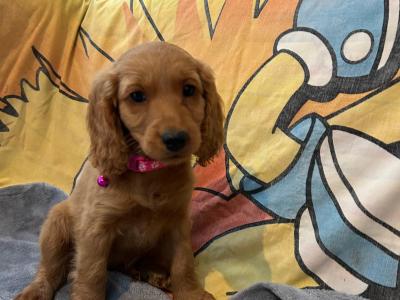 Gorgeous Cockapoo Puppies🐾
