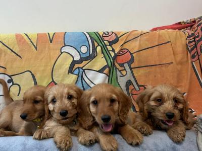 Gorgeous Cockapoo Puppies🐾