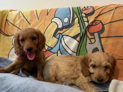 Gorgeous Cockapoo Puppies🐾