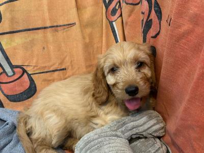 Gorgeous Cockapoo Puppies🐾