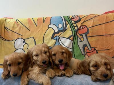 Gorgeous Cockapoo Puppies🐾